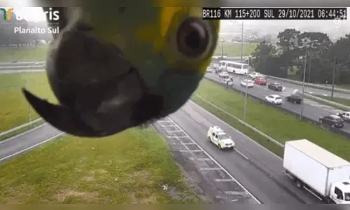 Papagaio aparece em câmera de monitoramento no PR e viraliza