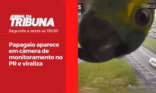 Papagaio aparece em câmera de monitoramento no PR e viraliza