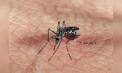 Paraná registra mais 37 novos casos de dengue