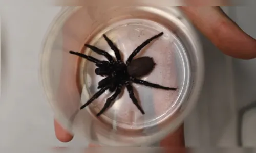 Parque recebe 'mega-aranha' com capacidade de perfurar unhas