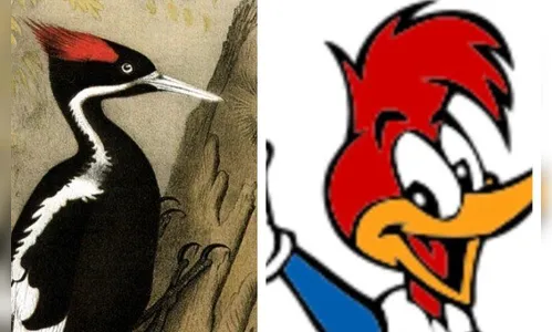 Pássaro pica-pau que inspirou desenho será declarado extinto