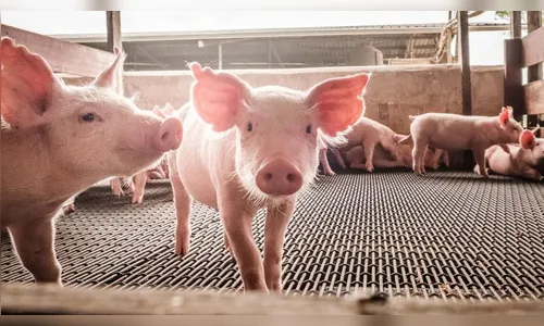 Pesquisa propõe transplantar rins de porcos em pessoas