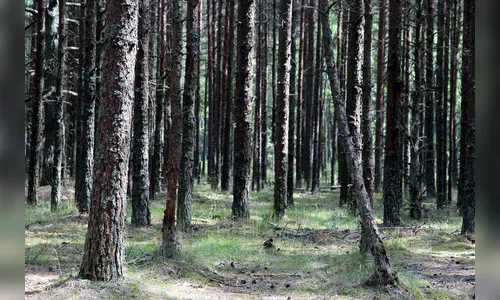 Plantio de árvores: espécies inadequadas interferem