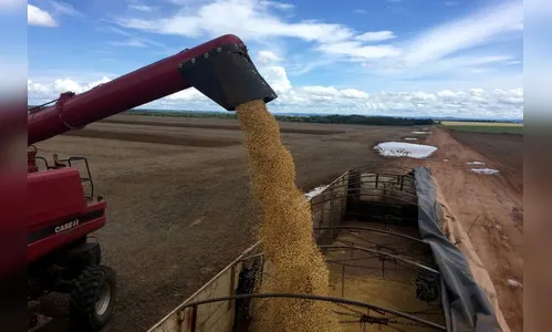 Plantio de soja avança 88% em área projetada no Paraná