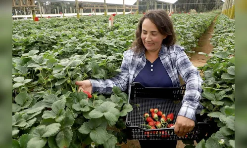 Produtora paranaense de morangos recebe prêmio de inovação