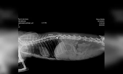 Gato é resgatado com bala de arma de fogo alojada na coluna