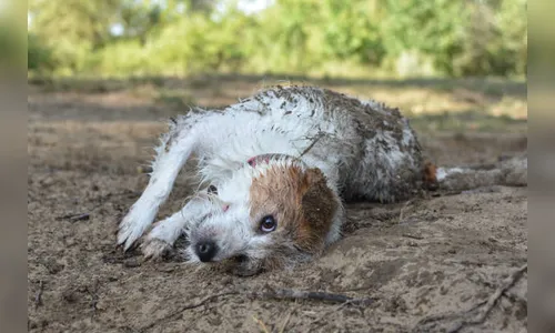 Resgate: bombeiros salvam cachorro que caiu em buraco