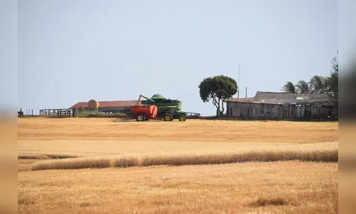 Safra de trigo começa com perdas na região; veja