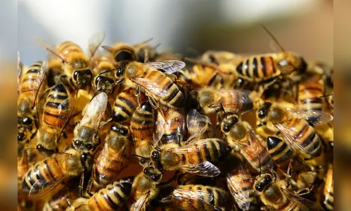 Trabalhador morre ao ser atacado por enxame de abelhas no PR