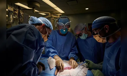 Transplante de rim de porco em humano é feito pela 1ª vez