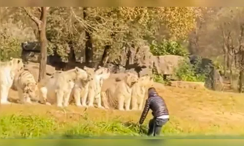 Turista encara 11 tigres em parque e escapa com vida; veja