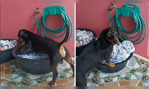 VÍDEO: Cachorro viraliza após de ser flagrado lavando roupa