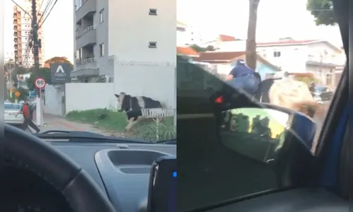 Vaca escapa de caminhão e atropela motociclista em SC; veja