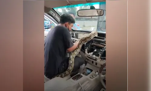 Vídeo: Mecânicos encontram cobra gigante em painel de carro