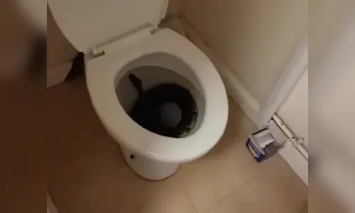 Vídeo: Mulher encontra serpente em vaso sanitário