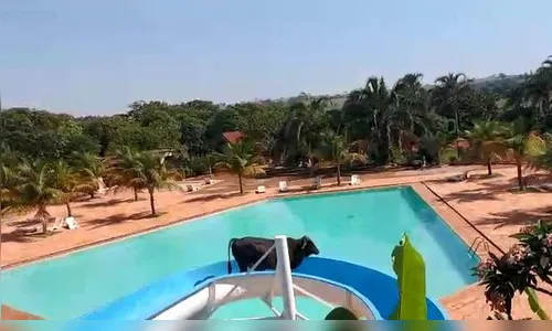 Vídeo: Vaca é flagrada escorregando em toboágua de clube
