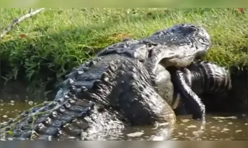 Vídeo: 'crocodilo gigante' engole animal da mesma espécie