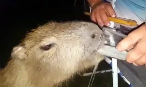 Vídeo: homem que deu cerveja para capivara é procurado
