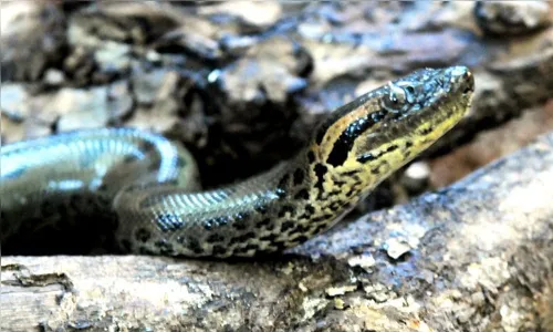 Vídeo: mergulhador se depara com sucuri de quase 7 metros