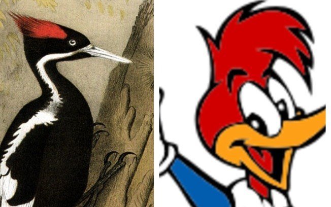 Pássaro pica-pau que inspirou desenho será declarado extinto - TNOnline