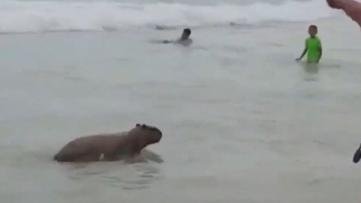 Vídeo flagra capivara tomando banho de mar em Ipanema; Veja