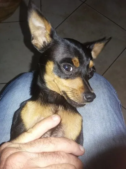 Apucaranense encontra cão perdido e tenta localizar dono