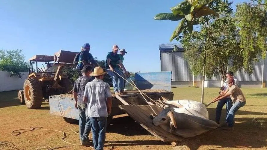 Boi invade escola e 14 crianças ficam feridas