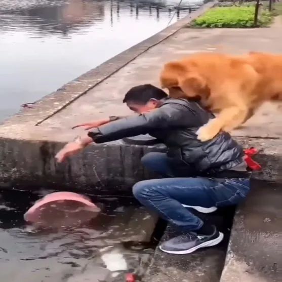 Cão impede que peixes sejam cortados e vídeo viraliza