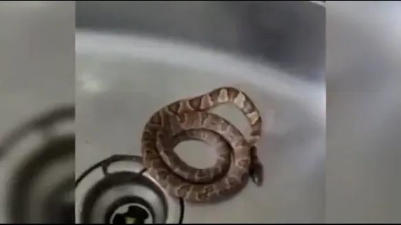 Cobra é encontrada dentro da pia de morador em SC