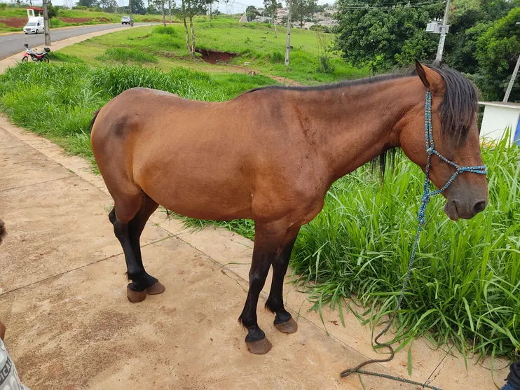 Égua furtada em 2020 é encontrada em Apucarana