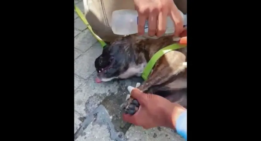 Homem é preso após deixar cão trancado em carro em SC; veja