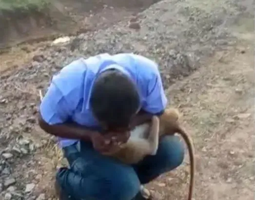 Homem salva macaco com respiração boca a boca após ataque