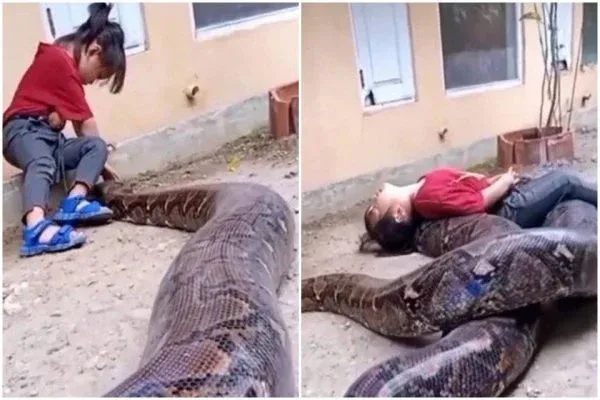 Menina viraliza ao brincar com cobra gigante; assista