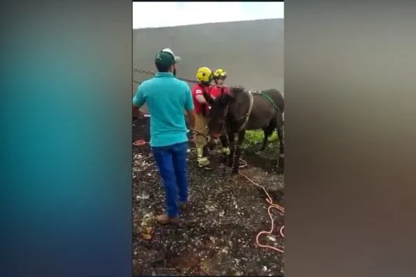 Mula sobe em telhado e bombeiros fazem resgate; veja