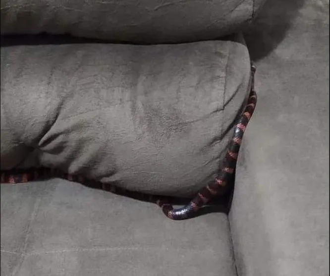 Mulher dorme em sofá e acorda com cobra sobre o corpo em SC