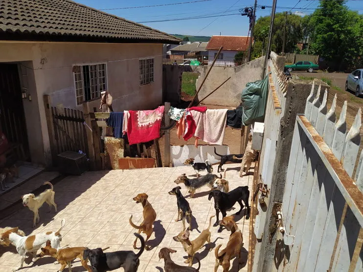 PC encontra 80 animais em situação de maus-tratos em Faxinal