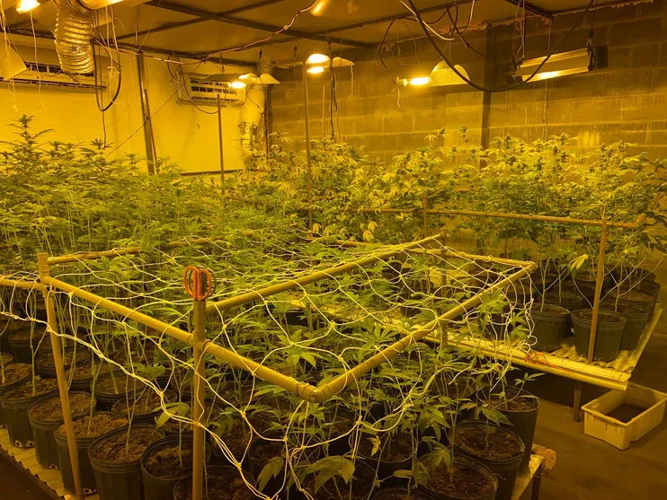 PF encontra plantação de maconha em estufa clandestina no PR