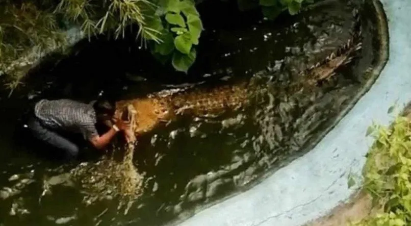 Turista é atacado por crocodilo após dar abraço no animal