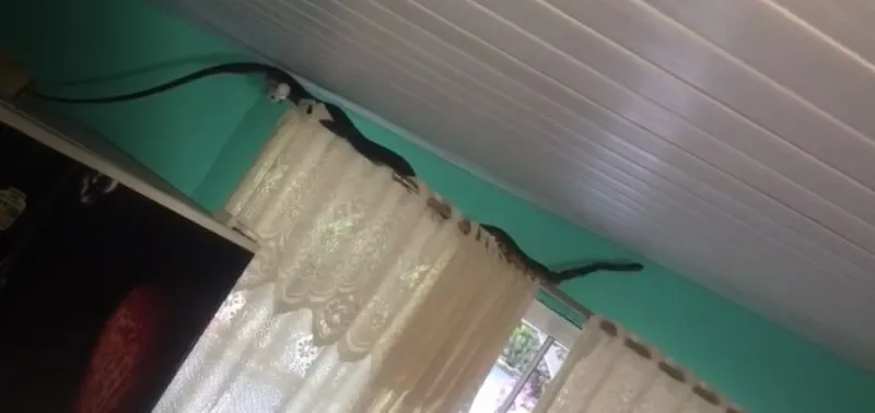 Vídeo: moradora se depara com cobra gigante em residência