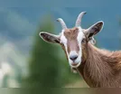 BODE DE ESTIMAÇÃO EM APUCARANA