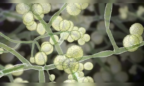 Anvisa confirma 3º caso de 'superfungo' no Brasil