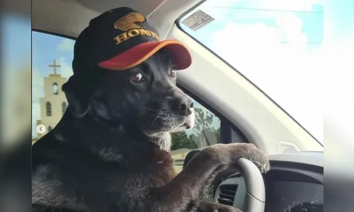 Após fazer sucesso na praia, Laika volta para casa