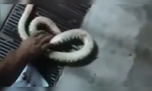 Após ser picado, homem leva cobra para porta de hospital
