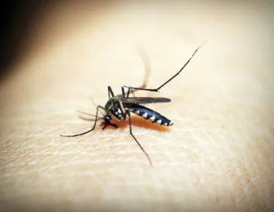 Arapongas divulga novo informe semanal da dengue