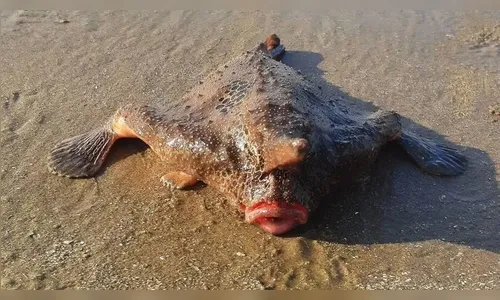 Banhistas são surpreendidos com peixe-morcego em SP