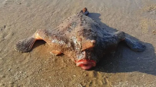 Banhistas são surpreendidos com peixe-morcego em SP