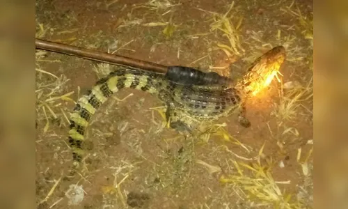 Bombeiros capturam jacaré no quintal de casa no Paraná