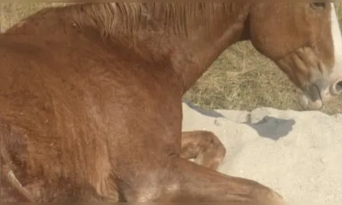 Bombeiros de Apucarana resgatam cavalo que caiu em córrego