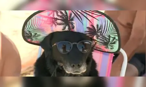 Cachorra viraliza na web ao curtir praia com óculos e chapéu