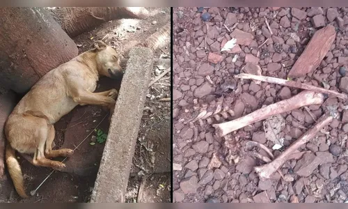 Cachorro sai para passear e retorna com osso humano